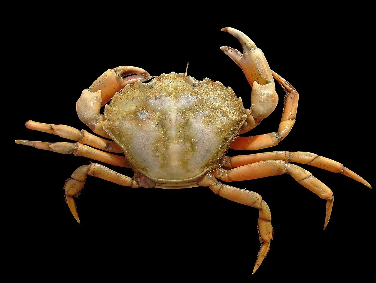 Child crabbing with a line from a harbour wall